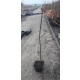 Złotokap szczepiony na pniu kulisty żółty - sadzonki 120 / 140 cm